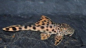 Pleco guacamaya L-124 — 10